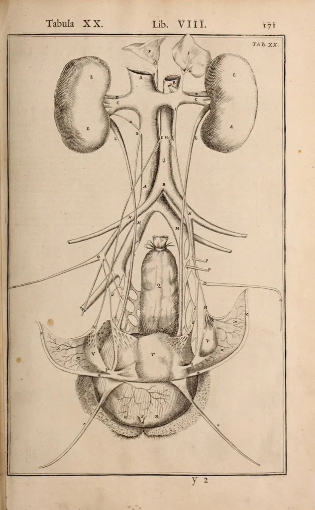 An illustration from Adriani Spigelii Bruxellensis, 1645, leaf 516