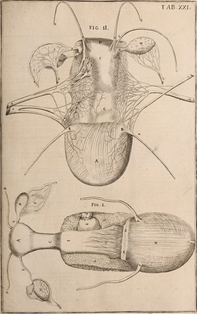 An illustration from Adriani Spigelii Bruxellensis, 1645, leaf 518