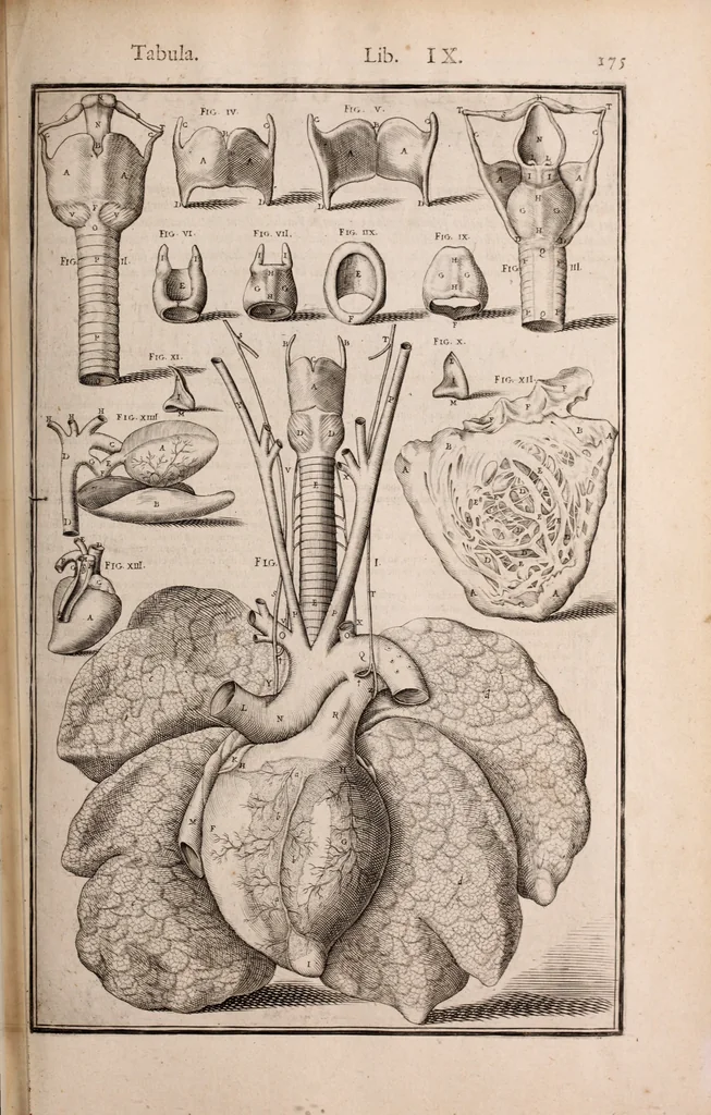 An illustration from Adriani Spigelii Bruxellensis, 1645, leaf 520