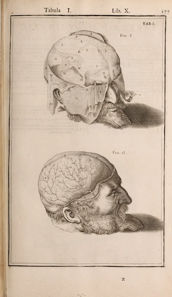 An illustration from Adriani Spigelii Bruxellensis, 1645, leaf 522