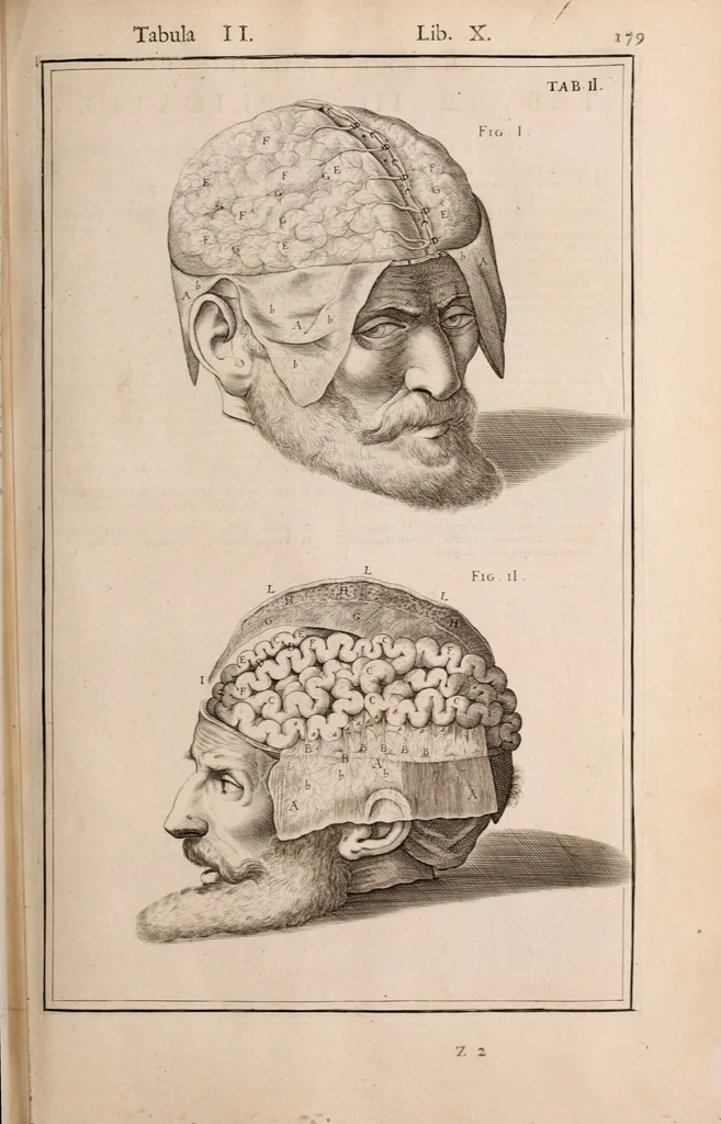 An illustration from Adriani Spigelii Bruxellensis, 1645, leaf 524