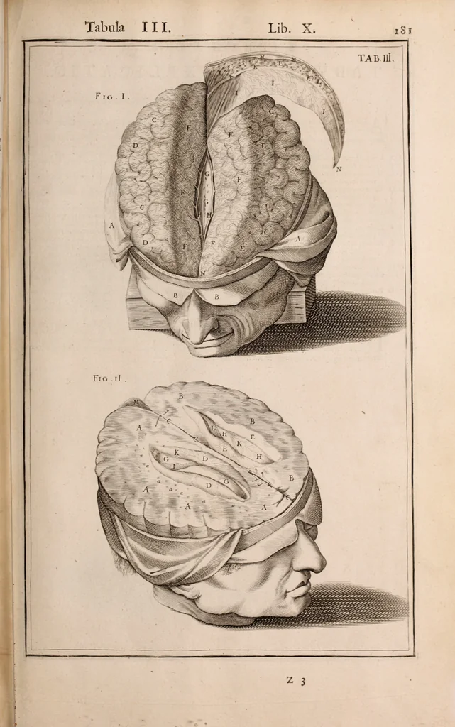 An illustration from Adriani Spigelii Bruxellensis, 1645, leaf 526