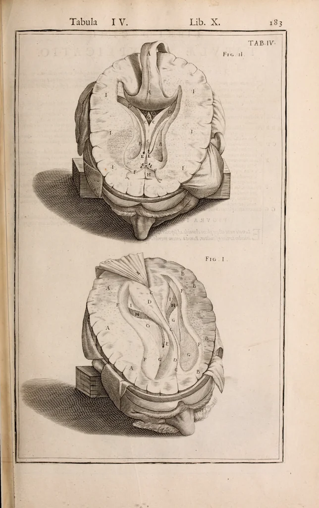 An illustration from Adriani Spigelii Bruxellensis, 1645, leaf 528