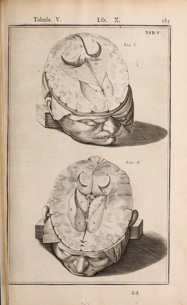 An illustration from Adriani Spigelii Bruxellensis, 1645, leaf 530