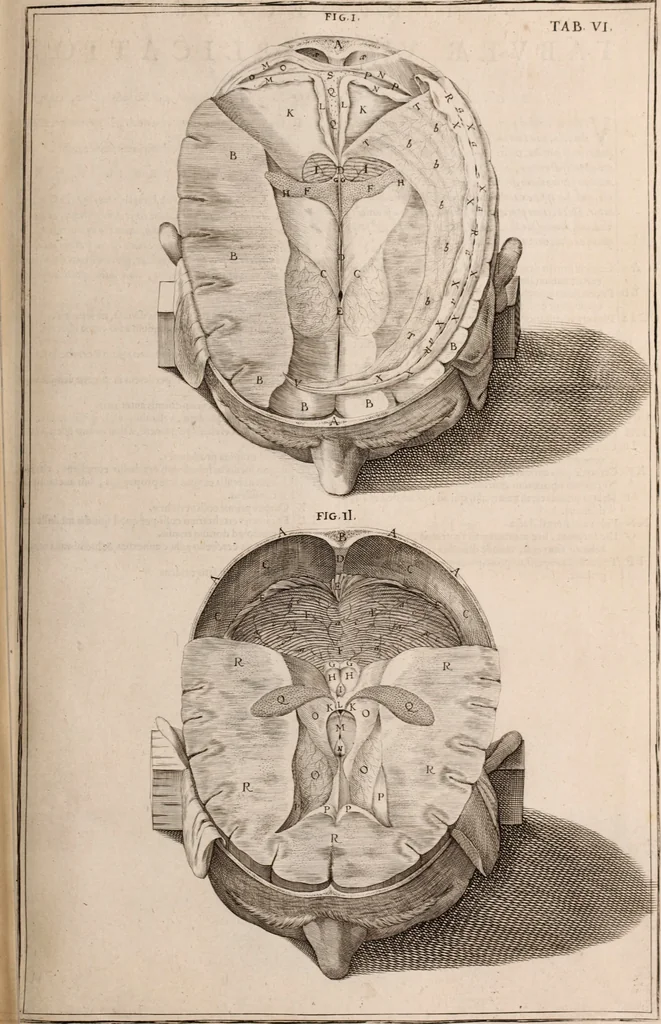 An illustration from Adriani Spigelii Bruxellensis, 1645, leaf 532