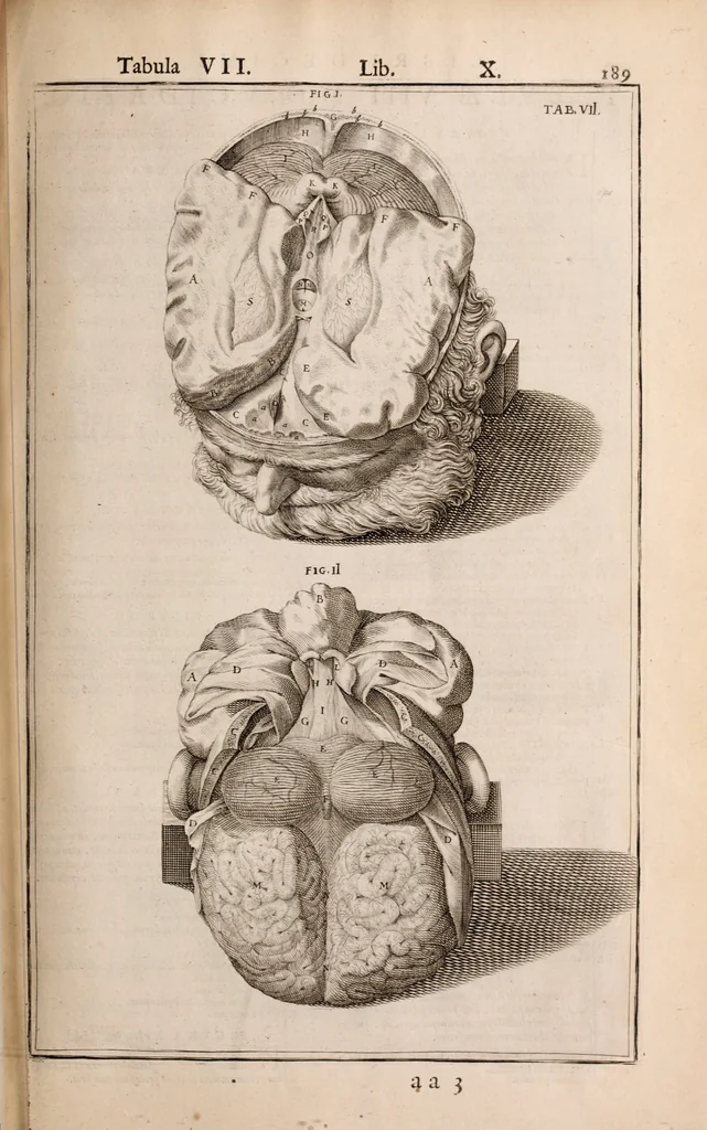 An illustration from Adriani Spigelii Bruxellensis, 1645, leaf 534