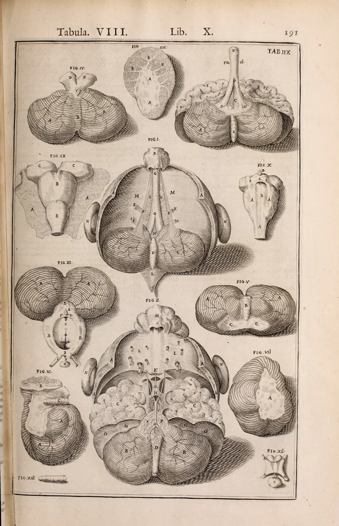 An illustration from Adriani Spigelii Bruxellensis, 1645, leaf 536