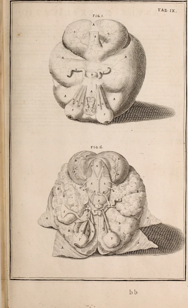 An illustration from Adriani Spigelii Bruxellensis, 1645, leaf 538