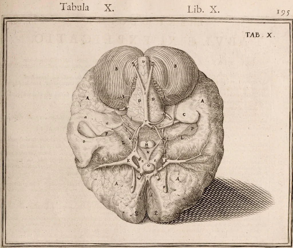 An illustration from Adriani Spigelii Bruxellensis, 1645, leaf 540