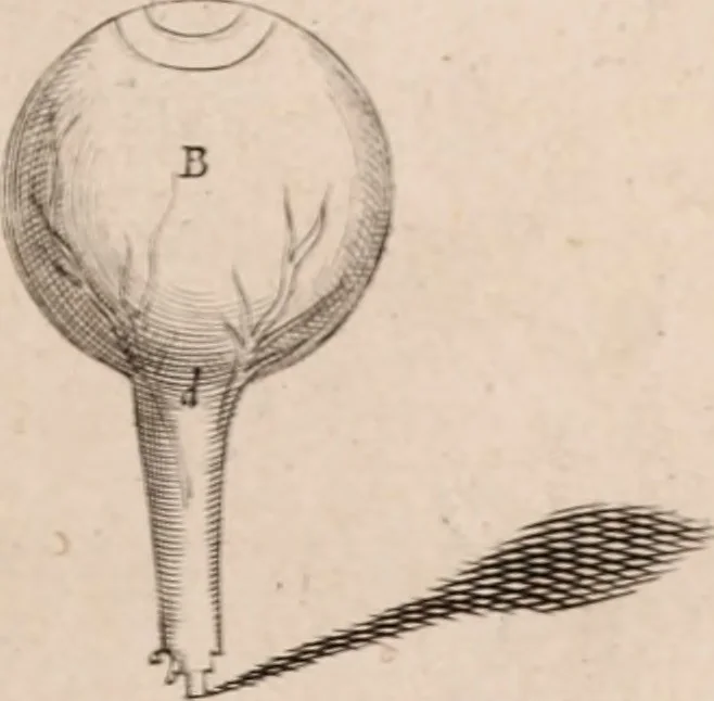 An illustration from Adriani Spigelii Bruxellensis, 1645, leaf 544