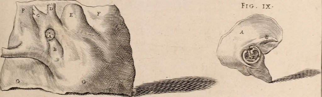 An illustration from Adriani Spigelii Bruxellensis, 1645, leaf 544