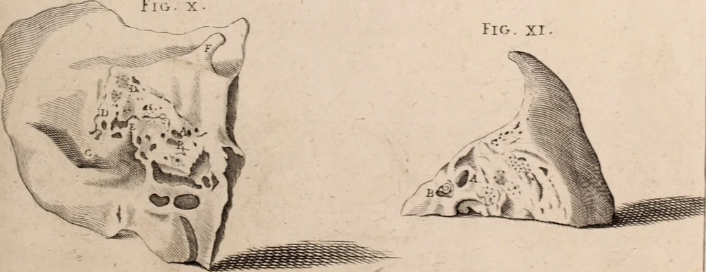An illustration from Adriani Spigelii Bruxellensis, 1645, leaf 544