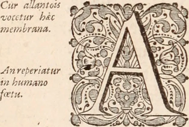 An illustration from Adriani Spigelii Bruxellensis, 1645, leaf 553