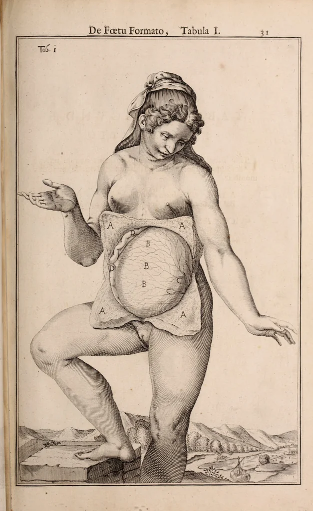 An illustration from Adriani Spigelii Bruxellensis, 1645, leaf 580