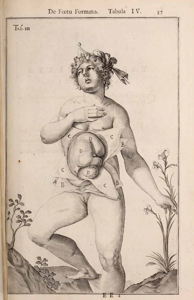 An illustration from Adriani Spigelii Bruxellensis, 1645, leaf 584