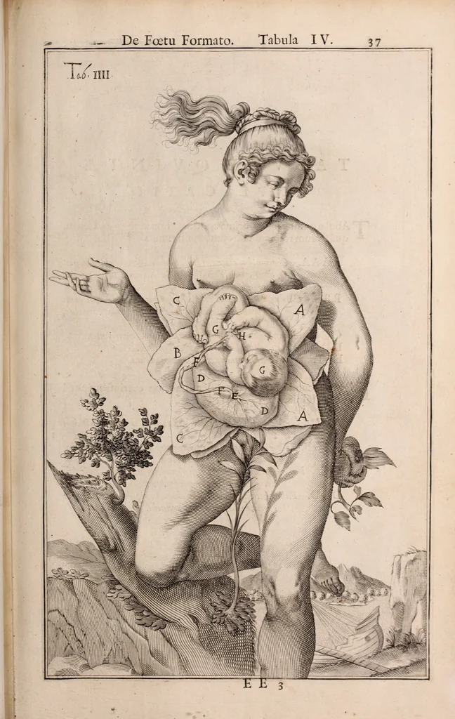 An illustration from Adriani Spigelii Bruxellensis, 1645, leaf 586
