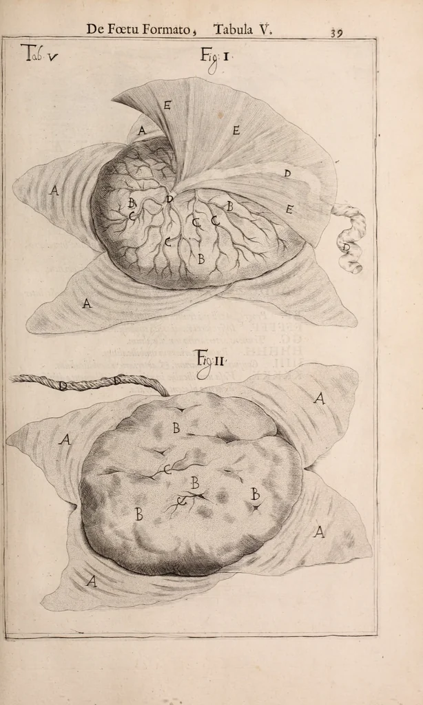 An illustration from Adriani Spigelii Bruxellensis, 1645, leaf 588