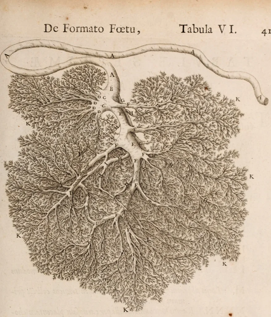 An illustration from Adriani Spigelii Bruxellensis, 1645, leaf 590
