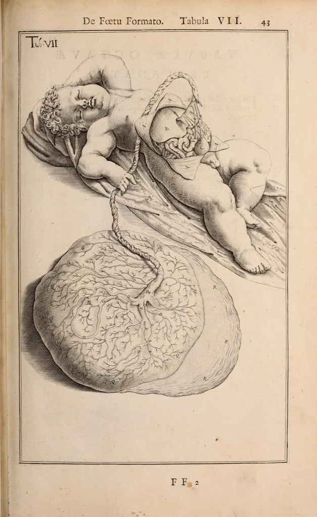 An illustration from Adriani Spigelii Bruxellensis, 1645, leaf 592