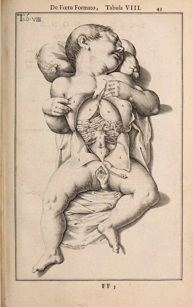 An illustration from Adriani Spigelii Bruxellensis, 1645, leaf 594