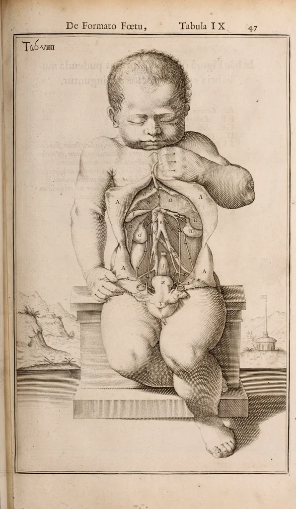 An illustration from Adriani Spigelii Bruxellensis, 1645, leaf 596