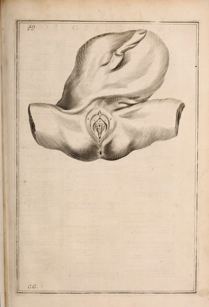 An illustration from Adriani Spigelii Bruxellensis, 1645, leaf 598