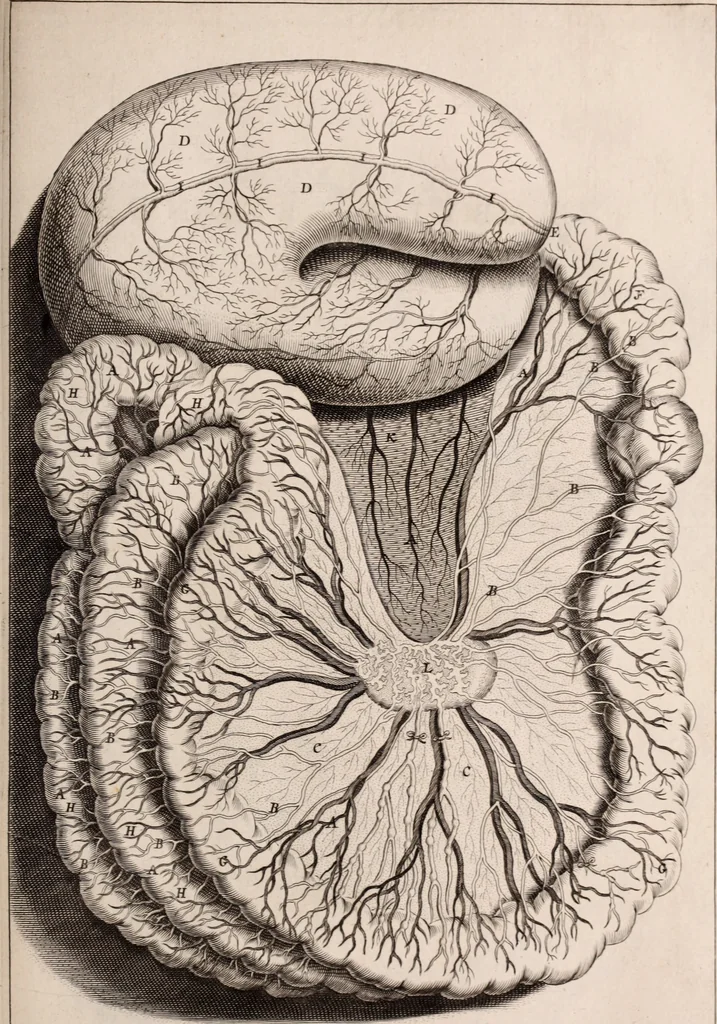 An illustration from Adriani Spigelii Bruxellensis, 1645, leaf 640