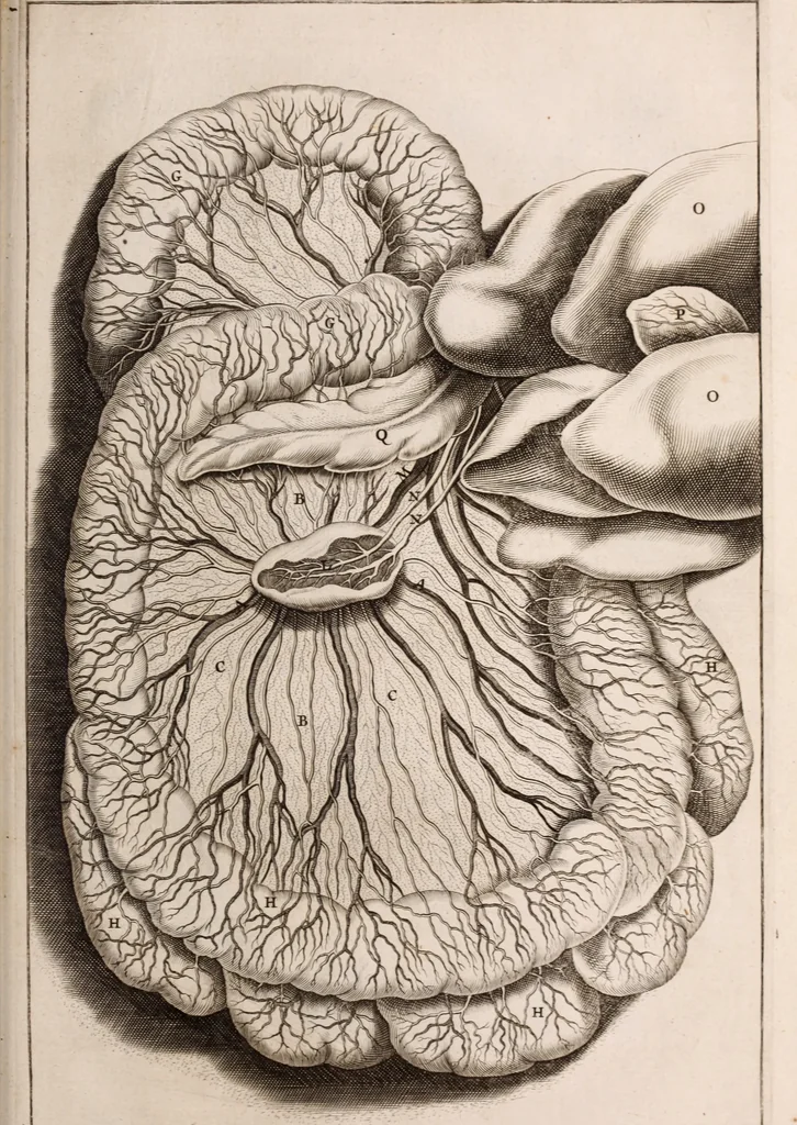 An illustration from Adriani Spigelii Bruxellensis, 1645, leaf 642