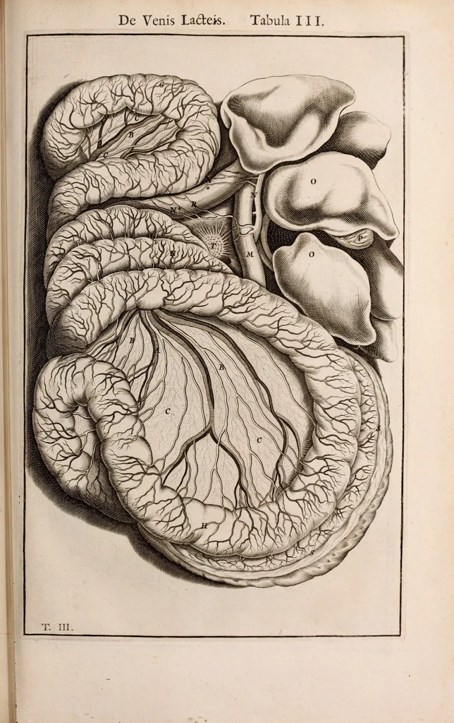 An illustration from Adriani Spigelii Bruxellensis, 1645, leaf 644