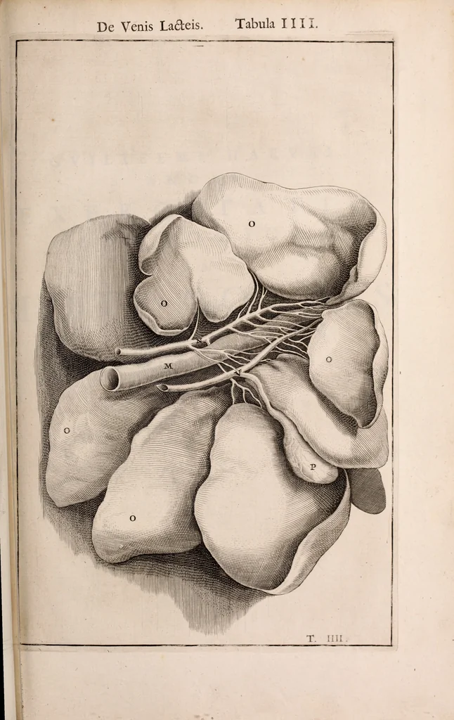 An illustration from Adriani Spigelii Bruxellensis, 1645, leaf 646