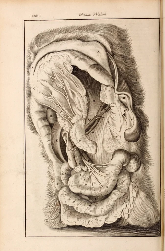 An illustration from Adriani Spigelii Bruxellensis, 1645, leaf 685