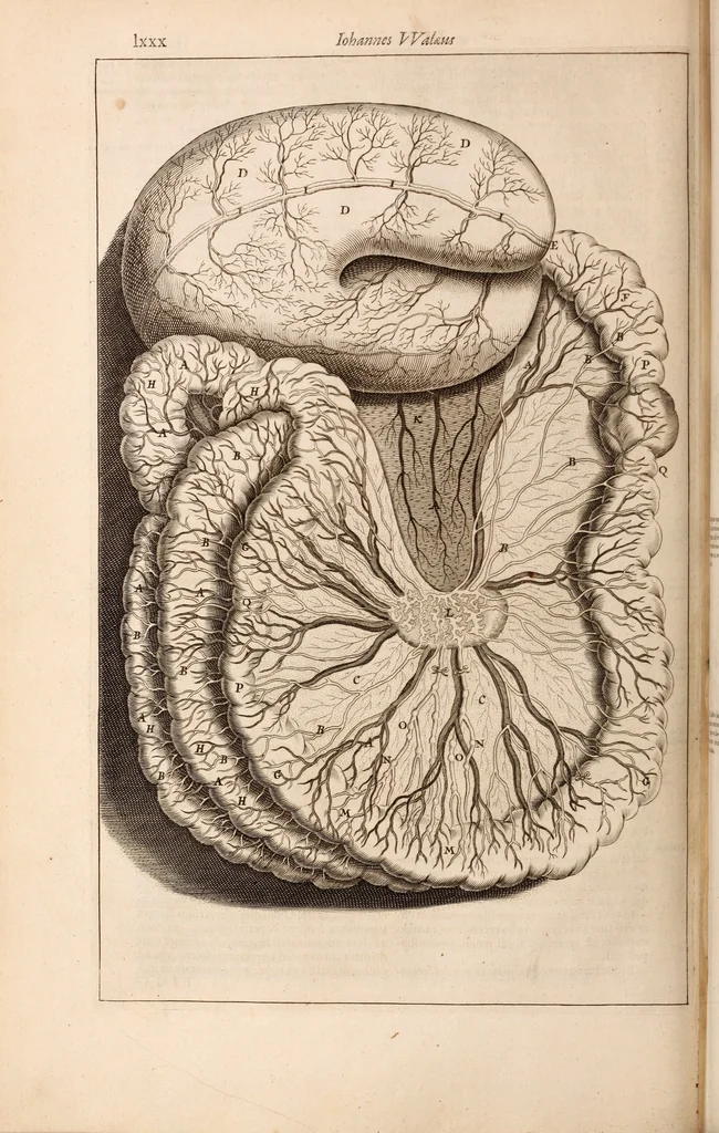 An illustration from Adriani Spigelii Bruxellensis, 1645, leaf 691