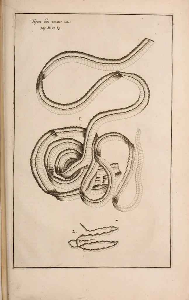 An illustration from Adriani Spigelii Bruxellensis, 1645, leaf 800