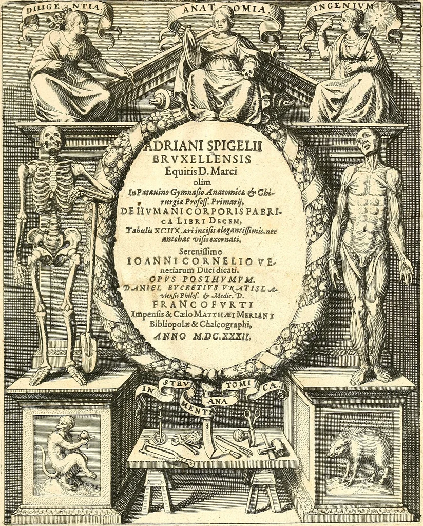 An illustration from Adriani Spigelii ... De humani corporis fabrica libri decem, tabulis XCIIX aeri incisis elegantissimis, nec antehac visis exornati. Serenissimo Ioanni Cornelio Venetiarum duci dicati : opus posthumum : Daniel Bucretius Vratislaviensis Philos. & Medic. D, 1632, leaf 2