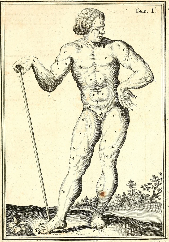 An illustration from Adriani Spigelii ... De humani corporis fabrica libri decem, tabulis XCIIX aeri incisis elegantissimis, nec antehac visis exornati. Serenissimo Ioanni Cornelio Venetiarum duci dicati : opus posthumum : Daniel Bucretius Vratislaviensis Philos. & Medic. D, 1632, leaf 436