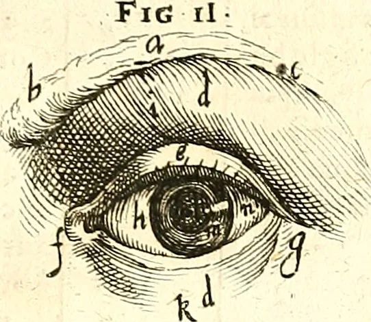 An illustration from Adriani Spigelii ... De humani corporis fabrica libri decem, tabulis XCIIX aeri incisis elegantissimis, nec antehac visis exornati. Serenissimo Ioanni Cornelio Venetiarum duci dicati : opus posthumum : Daniel Bucretius Vratislaviensis Philos. & Medic. D, 1632, leaf 438