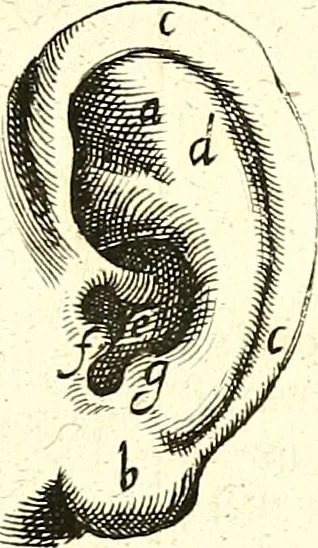 An illustration from Adriani Spigelii ... De humani corporis fabrica libri decem, tabulis XCIIX aeri incisis elegantissimis, nec antehac visis exornati. Serenissimo Ioanni Cornelio Venetiarum duci dicati : opus posthumum : Daniel Bucretius Vratislaviensis Philos. & Medic. D, 1632, leaf 438