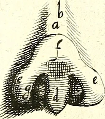 An illustration from Adriani Spigelii ... De humani corporis fabrica libri decem, tabulis XCIIX aeri incisis elegantissimis, nec antehac visis exornati. Serenissimo Ioanni Cornelio Venetiarum duci dicati : opus posthumum : Daniel Bucretius Vratislaviensis Philos. & Medic. D, 1632, leaf 438