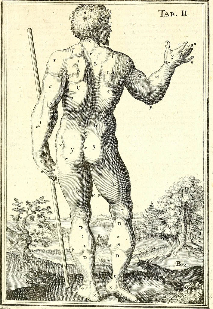 An illustration from Adriani Spigelii ... De humani corporis fabrica libri decem, tabulis XCIIX aeri incisis elegantissimis, nec antehac visis exornati. Serenissimo Ioanni Cornelio Venetiarum duci dicati : opus posthumum : Daniel Bucretius Vratislaviensis Philos. & Medic. D, 1632, leaf 440