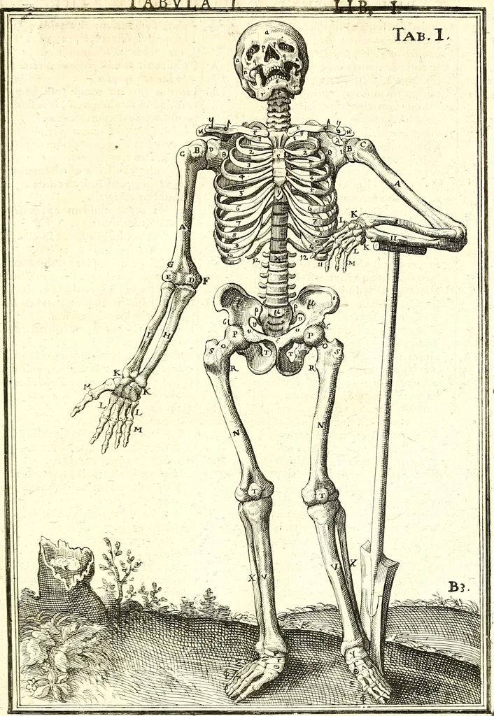 An illustration from Adriani Spigelii ... De humani corporis fabrica libri decem, tabulis XCIIX aeri incisis elegantissimis, nec antehac visis exornati. Serenissimo Ioanni Cornelio Venetiarum duci dicati : opus posthumum : Daniel Bucretius Vratislaviensis Philos. & Medic. D, 1632, leaf 442