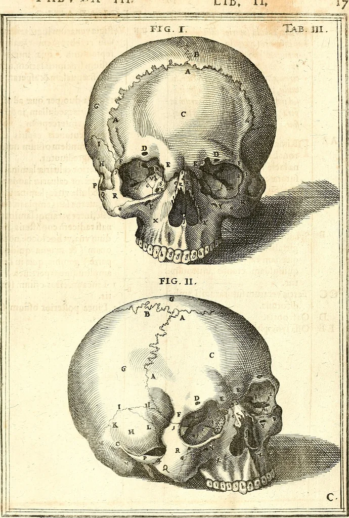 An illustration from Adriani Spigelii ... De humani corporis fabrica libri decem, tabulis XCIIX aeri incisis elegantissimis, nec antehac visis exornati. Serenissimo Ioanni Cornelio Venetiarum duci dicati : opus posthumum : Daniel Bucretius Vratislaviensis Philos. & Medic. D, 1632, leaf 446