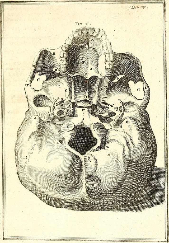 An illustration from Adriani Spigelii ... De humani corporis fabrica libri decem, tabulis XCIIX aeri incisis elegantissimis, nec antehac visis exornati. Serenissimo Ioanni Cornelio Venetiarum duci dicati : opus posthumum : Daniel Bucretius Vratislaviensis Philos. & Medic. D, 1632, leaf 452