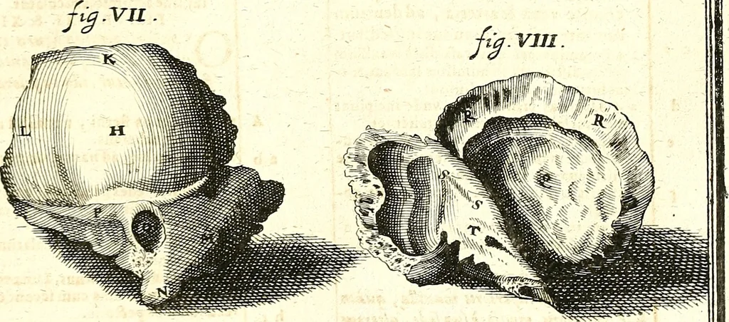 An illustration from Adriani Spigelii ... De humani corporis fabrica libri decem, tabulis XCIIX aeri incisis elegantissimis, nec antehac visis exornati. Serenissimo Ioanni Cornelio Venetiarum duci dicati : opus posthumum : Daniel Bucretius Vratislaviensis Philos. & Medic. D, 1632, leaf 456