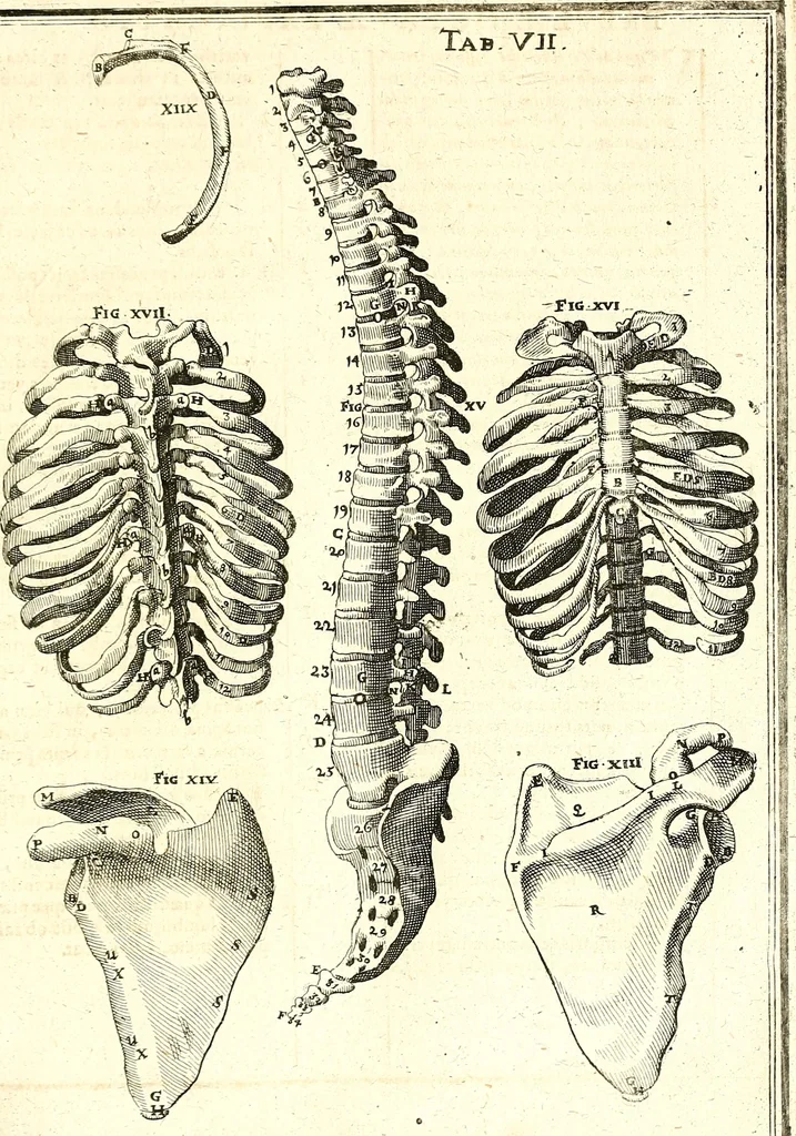 An illustration from Adriani Spigelii ... De humani corporis fabrica libri decem, tabulis XCIIX aeri incisis elegantissimis, nec antehac visis exornati. Serenissimo Ioanni Cornelio Venetiarum duci dicati : opus posthumum : Daniel Bucretius Vratislaviensis Philos. & Medic. D, 1632, leaf 460
