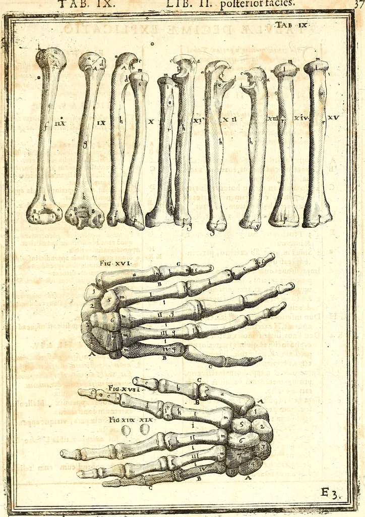 An illustration from Adriani Spigelii ... De humani corporis fabrica libri decem, tabulis XCIIX aeri incisis elegantissimis, nec antehac visis exornati. Serenissimo Ioanni Cornelio Venetiarum duci dicati : opus posthumum : Daniel Bucretius Vratislaviensis Philos. & Medic. D, 1632, leaf 466