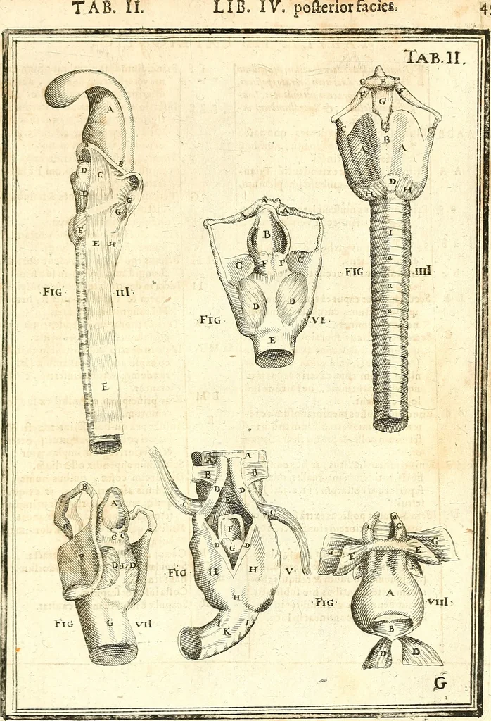 An illustration from Adriani Spigelii ... De humani corporis fabrica libri decem, tabulis XCIIX aeri incisis elegantissimis, nec antehac visis exornati. Serenissimo Ioanni Cornelio Venetiarum duci dicati : opus posthumum : Daniel Bucretius Vratislaviensis Philos. & Medic. D, 1632, leaf 478