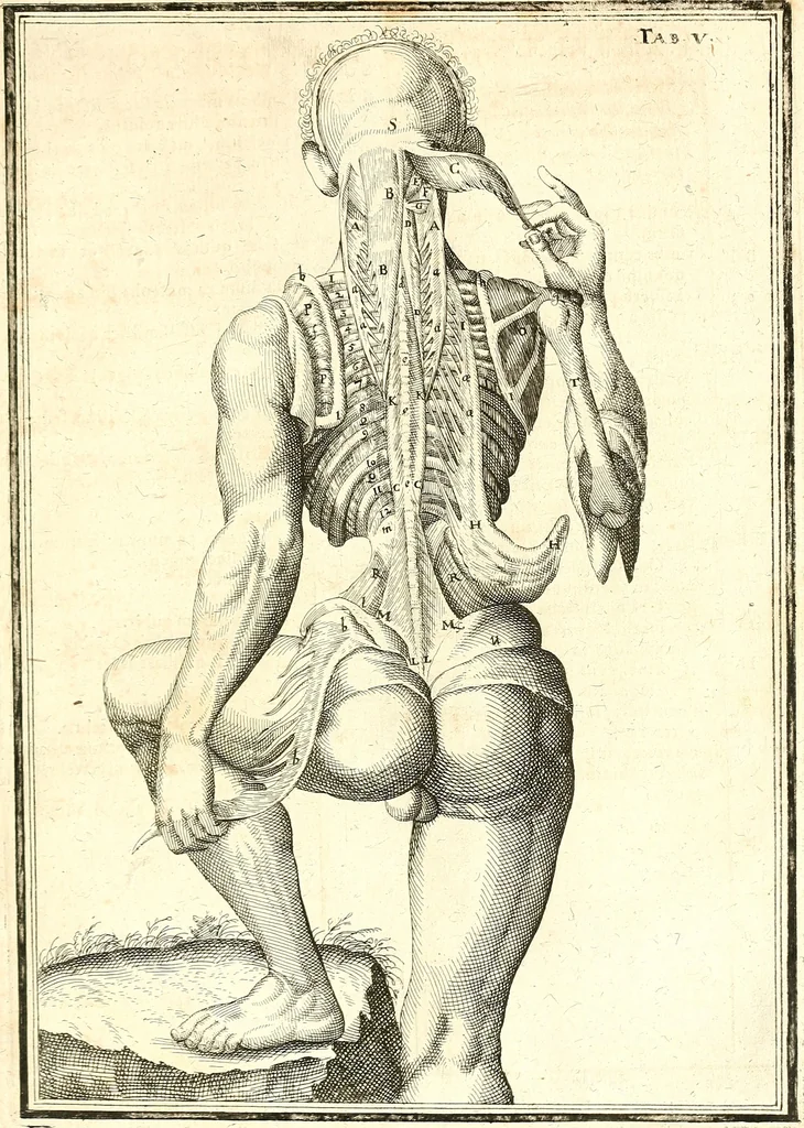 An illustration from Adriani Spigelii ... De humani corporis fabrica libri decem, tabulis XCIIX aeri incisis elegantissimis, nec antehac visis exornati. Serenissimo Ioanni Cornelio Venetiarum duci dicati : opus posthumum : Daniel Bucretius Vratislaviensis Philos. & Medic. D, 1632, leaf 484