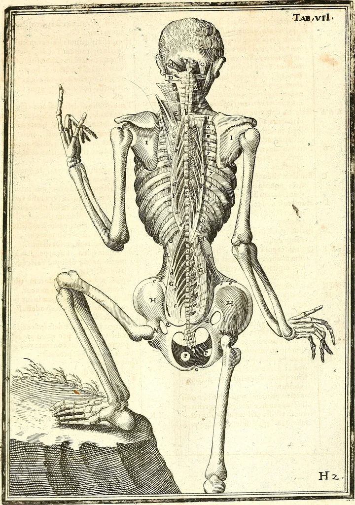 An illustration from Adriani Spigelii ... De humani corporis fabrica libri decem, tabulis XCIIX aeri incisis elegantissimis, nec antehac visis exornati. Serenissimo Ioanni Cornelio Venetiarum duci dicati : opus posthumum : Daniel Bucretius Vratislaviensis Philos. & Medic. D, 1632, leaf 488
