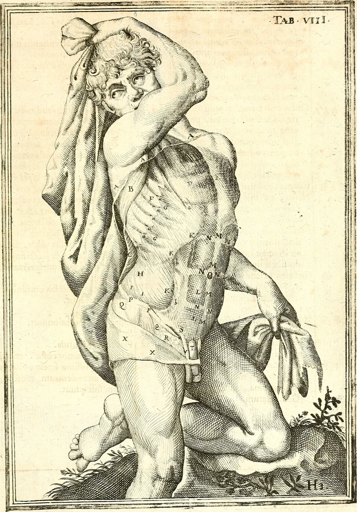 An illustration from Adriani Spigelii ... De humani corporis fabrica libri decem, tabulis XCIIX aeri incisis elegantissimis, nec antehac visis exornati. Serenissimo Ioanni Cornelio Venetiarum duci dicati : opus posthumum : Daniel Bucretius Vratislaviensis Philos. & Medic. D, 1632, leaf 490