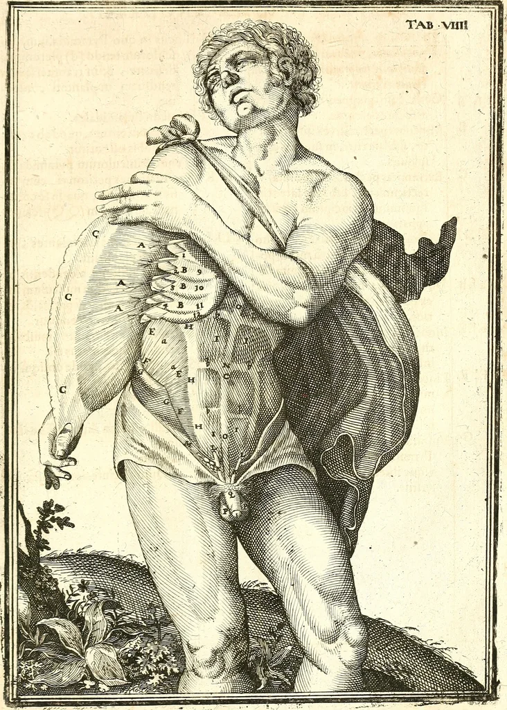 An illustration from Adriani Spigelii ... De humani corporis fabrica libri decem, tabulis XCIIX aeri incisis elegantissimis, nec antehac visis exornati. Serenissimo Ioanni Cornelio Venetiarum duci dicati : opus posthumum : Daniel Bucretius Vratislaviensis Philos. & Medic. D, 1632, leaf 492